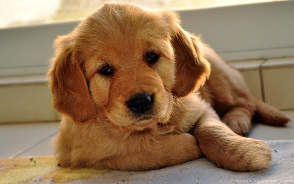 Cute Labrador Retriever Puppies Wallpapers 1920×1200