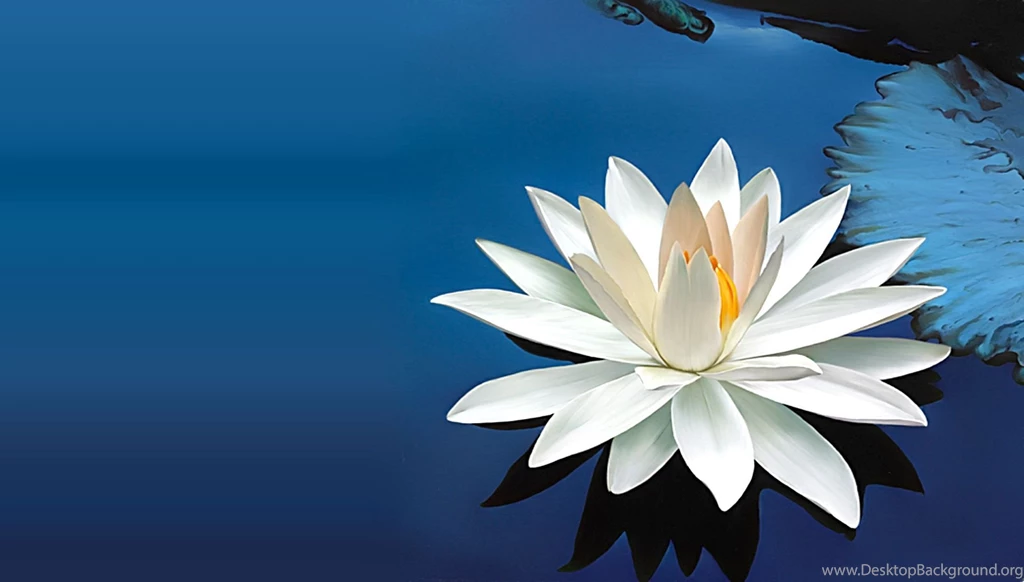 Lotus White Lotus Flower Pics – Finehdwallpaperr.com