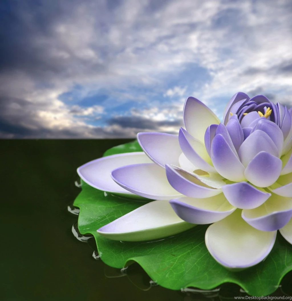 Lotus 31033 Flower Wallpapers Flowers