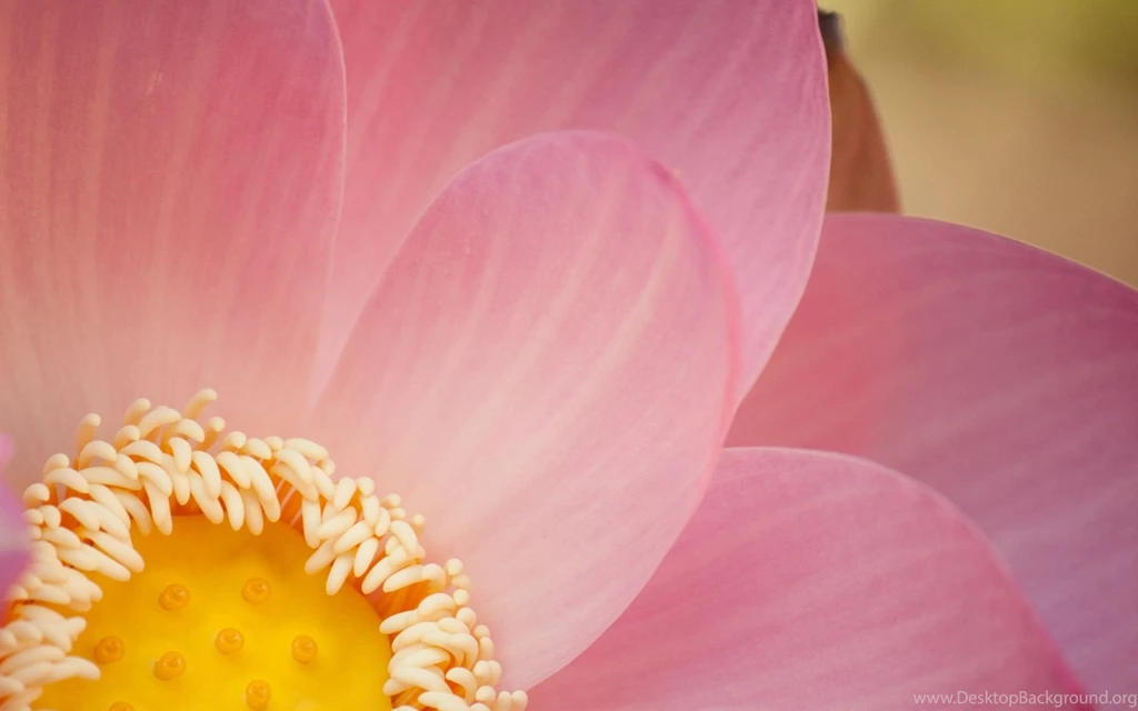Wide Open Lotus Heart Wallpapers The Pond Blog