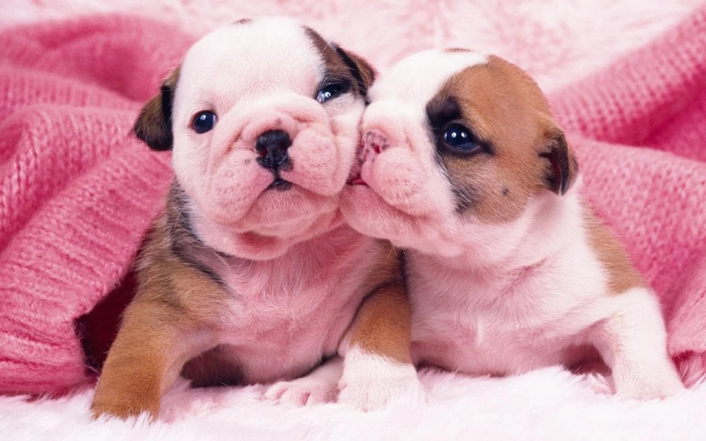 Pictures Of Puppies To Colour In HD Wallpapers Lovely