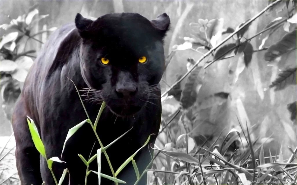 Black Wallpaper: Black Panther Wallpapers Free Black Wallpapers ...