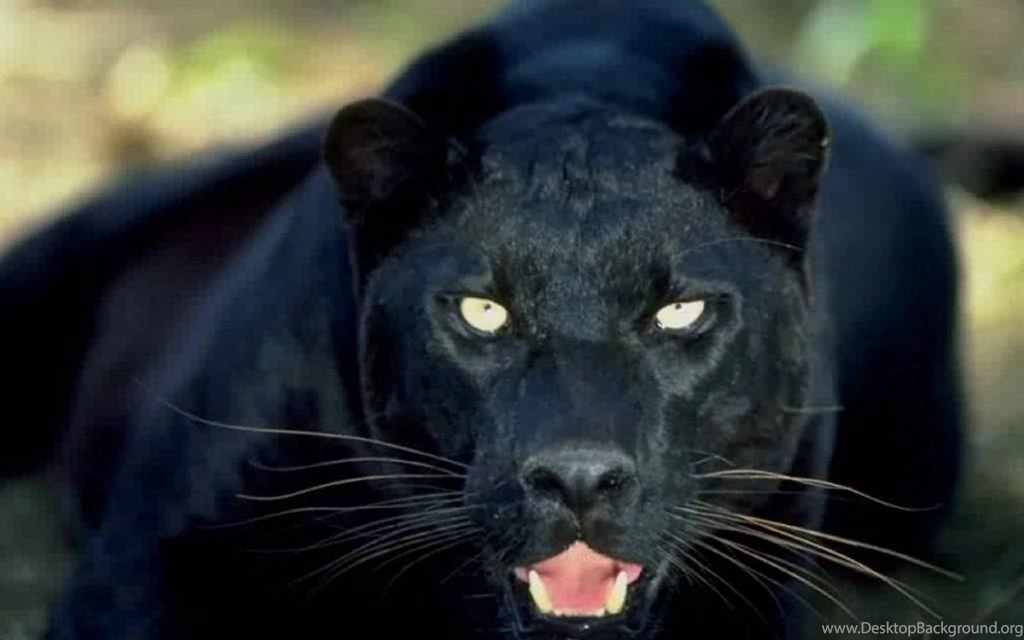 Black Panther Wallpapers Wallpapers HD Wide