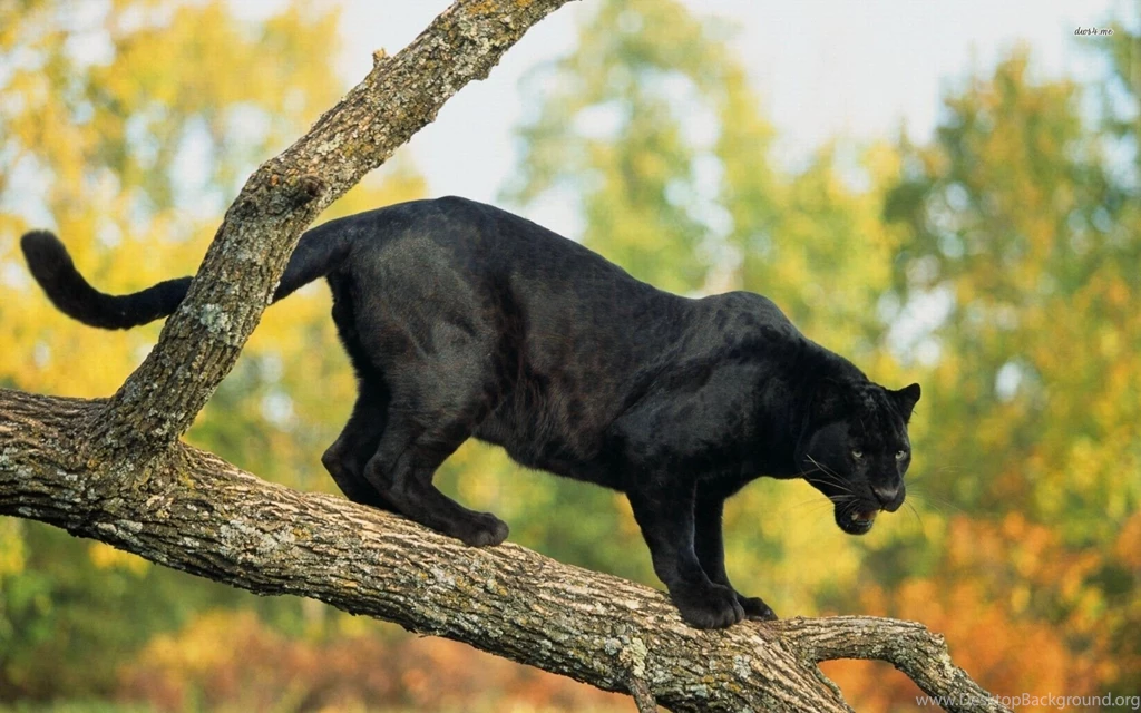 Panther Wallpapers Animal Wallpapers