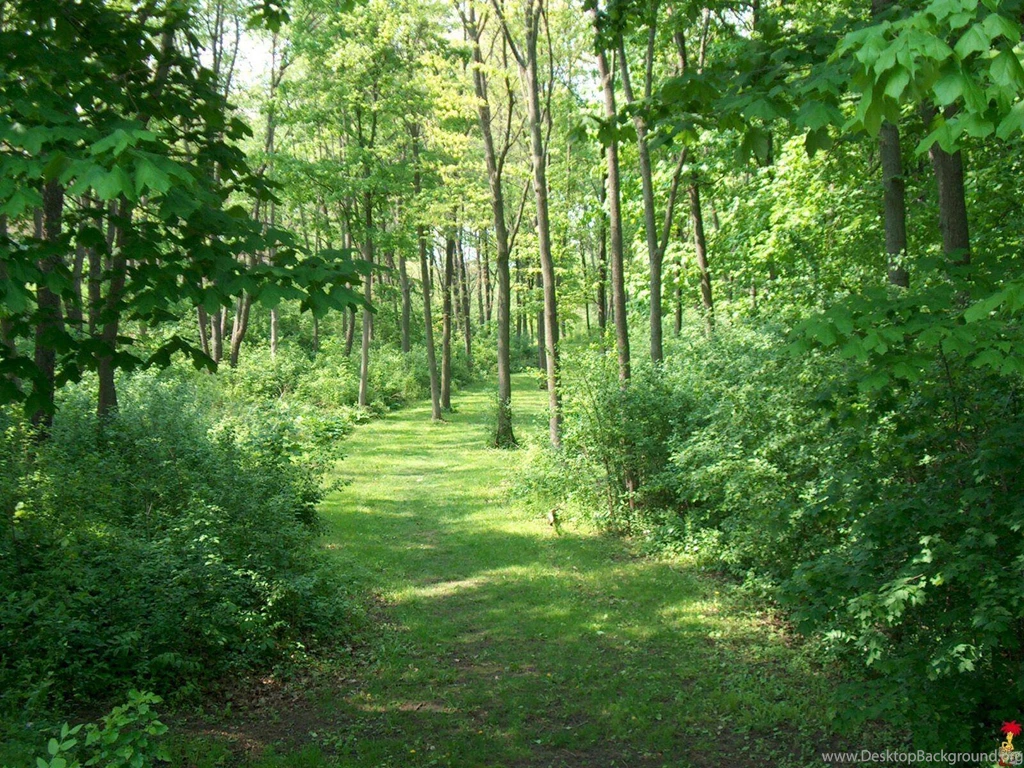 Forest Backgrounds Wallpapers 101968
