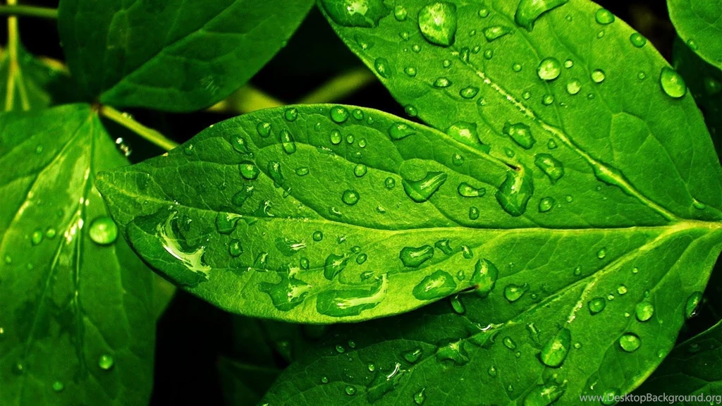 Green Wallpaper Images Widescreen HD Wallpapers