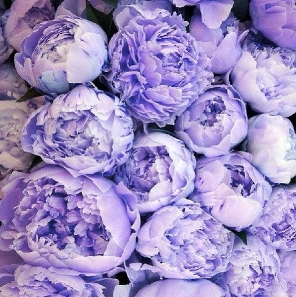 Top Purple Peonies Flowers Wallpaper Images For Pinterest