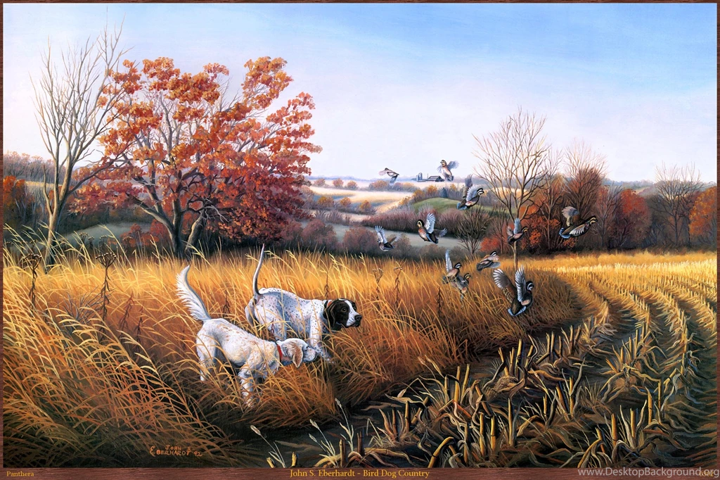 John Eberhardt Bird Dog Country >> HD Wallpaper, Get It Now!