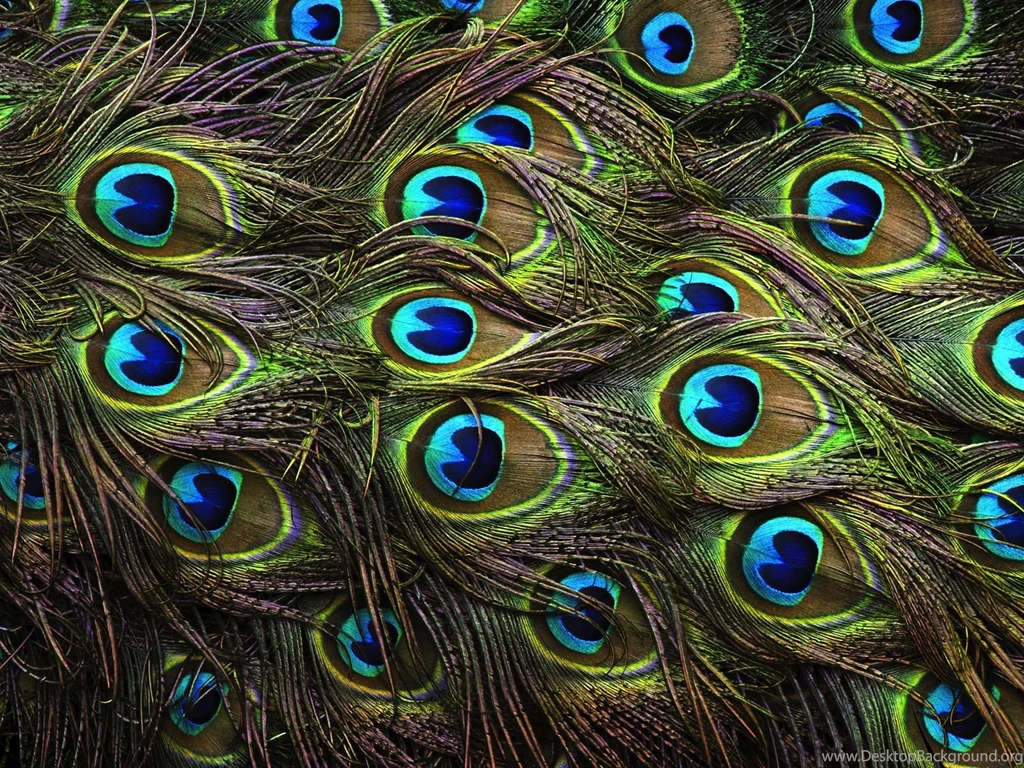 Peacock HD Wallpapers