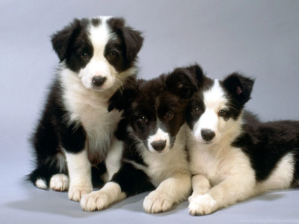 Border Collie Puppies On A Gray Backgrounds Wallpapers And Images ...