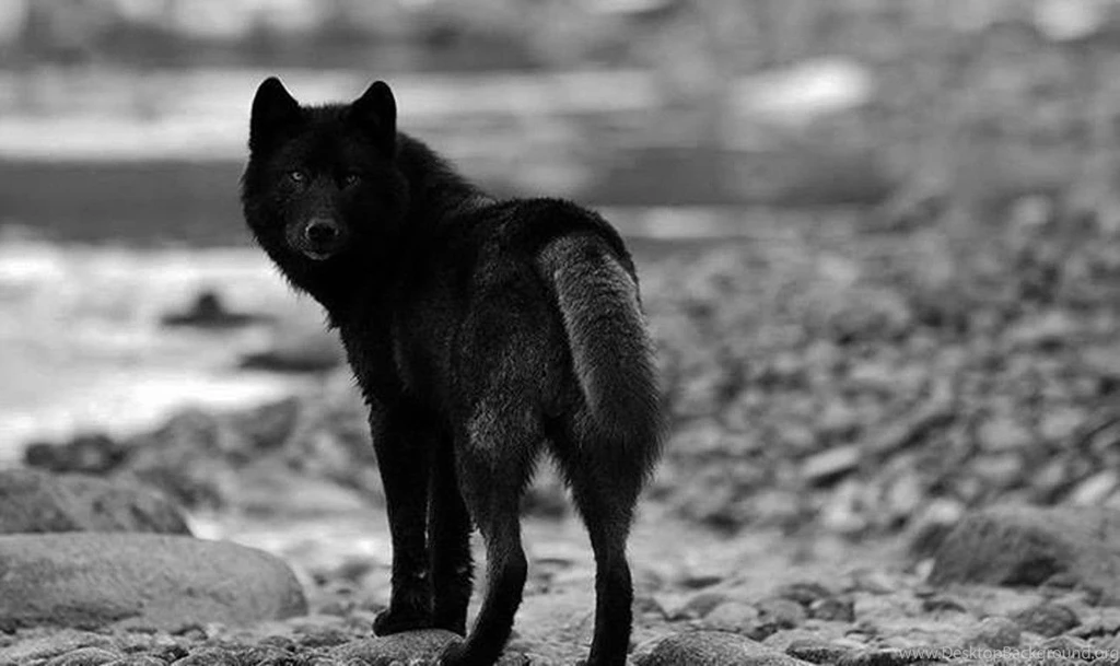 Other Black Wolf Art White Wisdom Timber Howling Saying Canislupus ...
