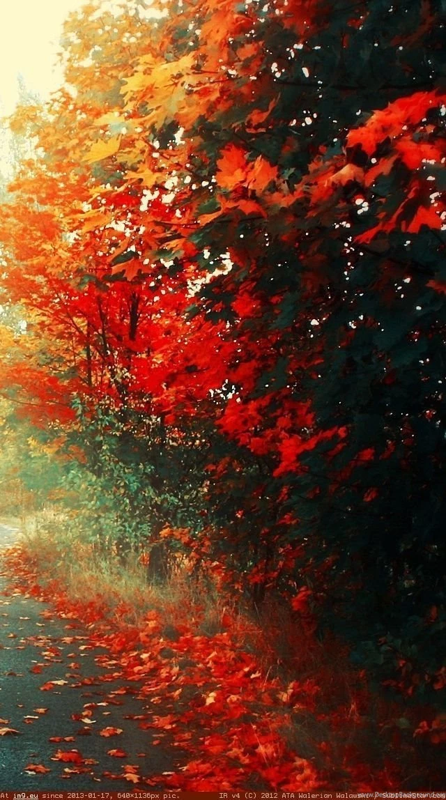 Album: iPhone 5 Wallpapers W3S (page 1 Of 2, Full Images)