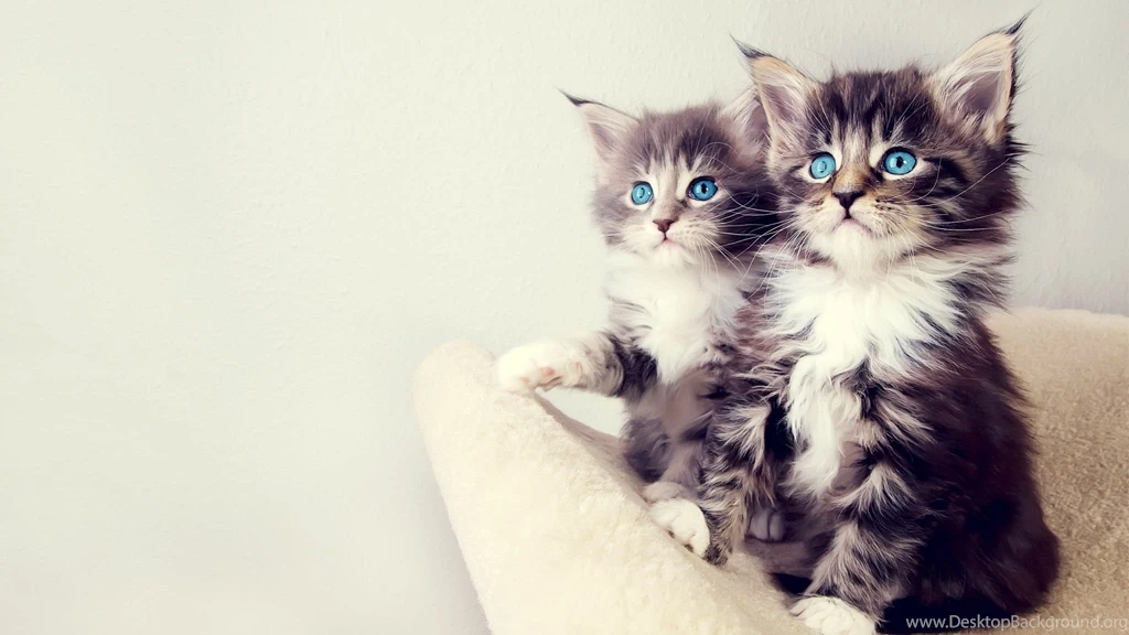 HD Cute Cat Wallpapers