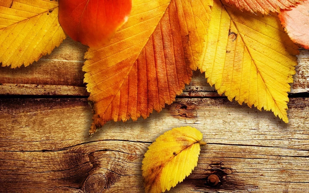 Fall Leaves Backgrounds 6015 1680 X 1050 WallpaperLayer.com
