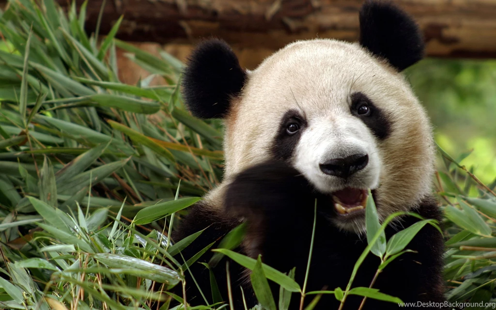 177 Panda HD Wallpapers
