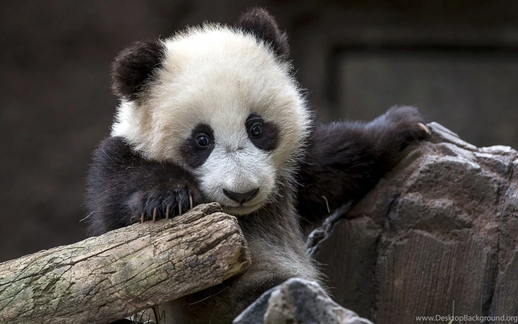 Panda Bear Desktop Wallpapers