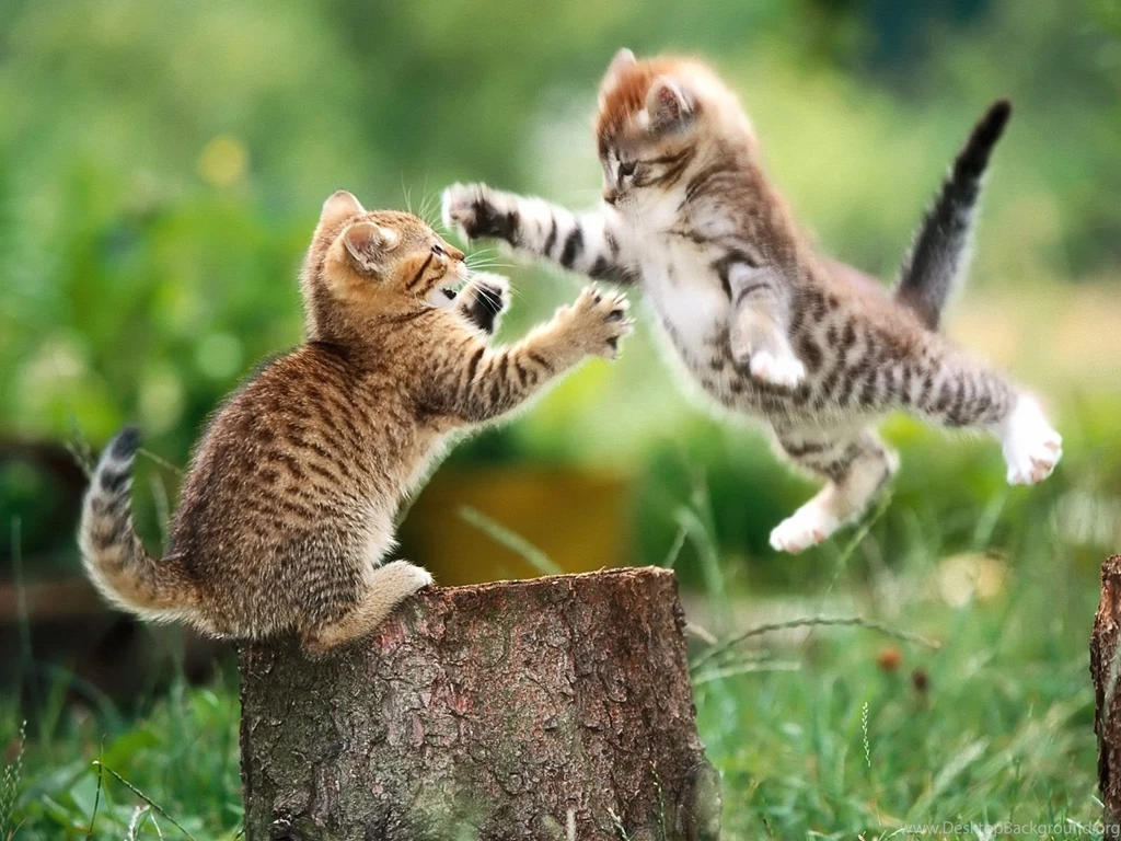 Animal Wallpapers HD Wallpaper Backgrounds Of Your Choice