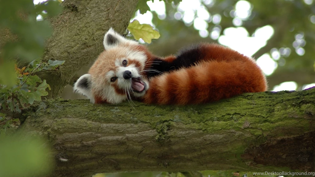 Animal Desktop Wallpapers