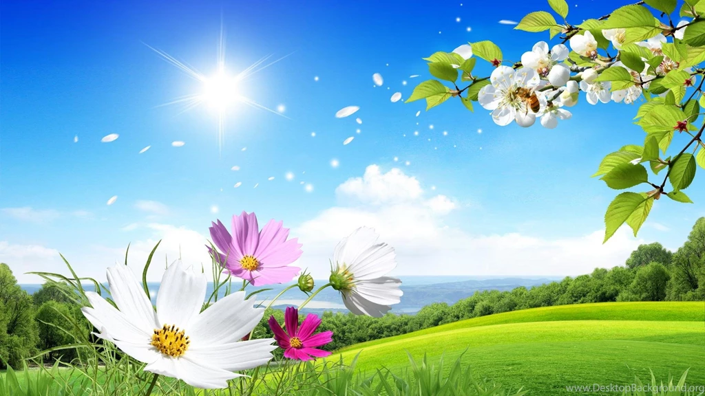 Summer Flowers HD Wallpapers Summer Flower Images, New Wallpapers