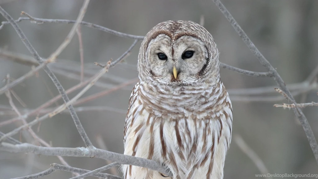 Owl Computer Wallpapers, Desktop Backgrounds
