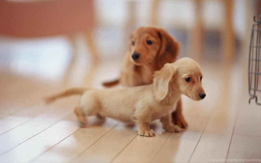 Wallpapers Puppies