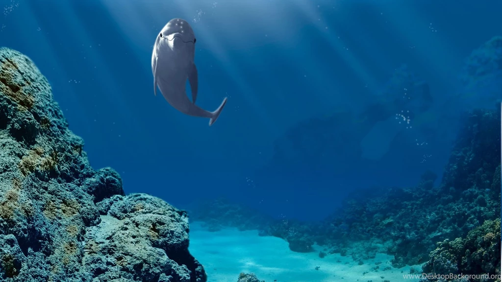 3 Ecco The Dolphin HD Wallpapers