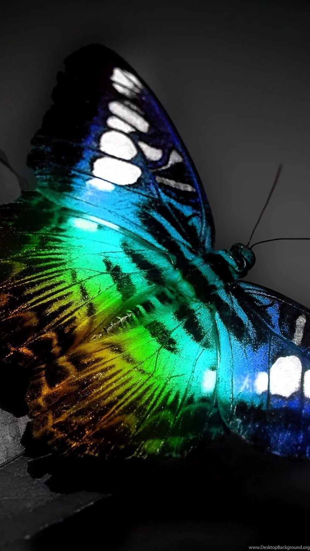 Download Wallpapers 1080x1920 Butterfly, Colorful, Neon, Leaves ...