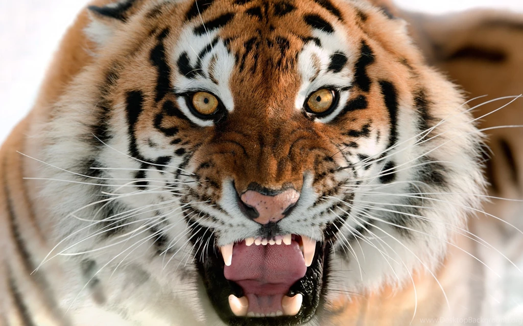Tiger Wallpapers For Laptop GRS27