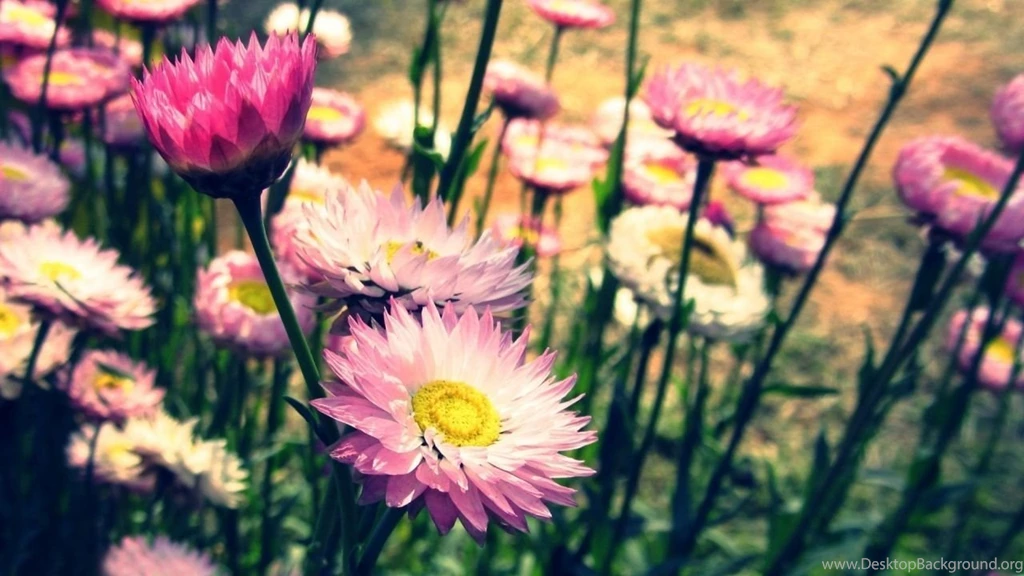 Incredible Desktop Wallpapers By TheMobileStuff 49 1280 X 720 ...