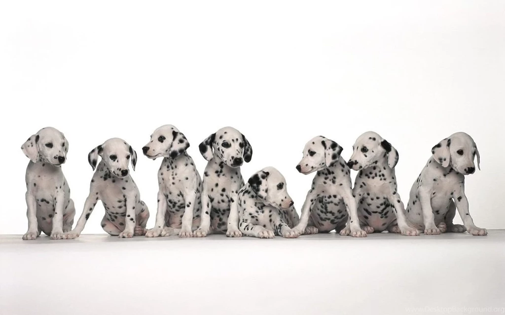 Dog Wallpaper Backgrounds HD Hapehatelo.com