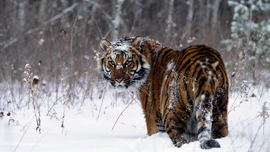 Snow Tiger HD Wallpapers