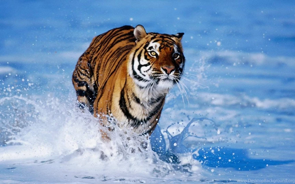 Wallpapers Hd Free_hd Wallpaper_download Free Wallpapers