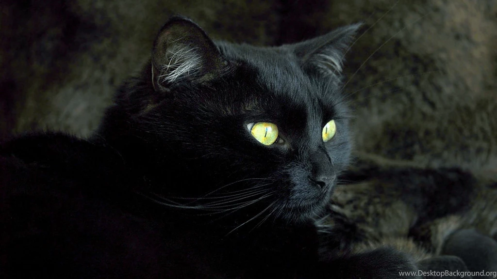 Black Cat Wallpapers