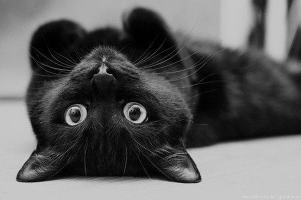Cute Black Wallpapers