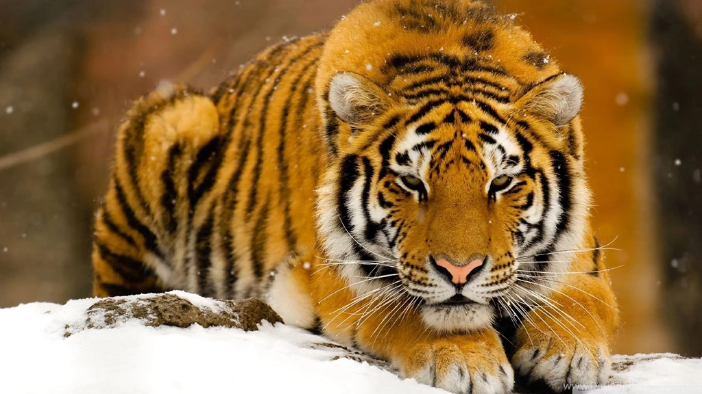 1060 Tiger HD Wallpapers