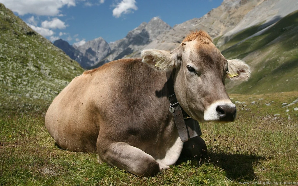 97 Cow HD Wallpapers