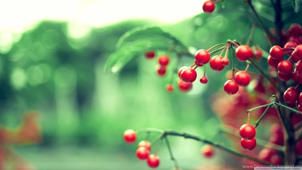 Red Berries HD Desktop Wallpapers : High Definition : Fullscreen ...