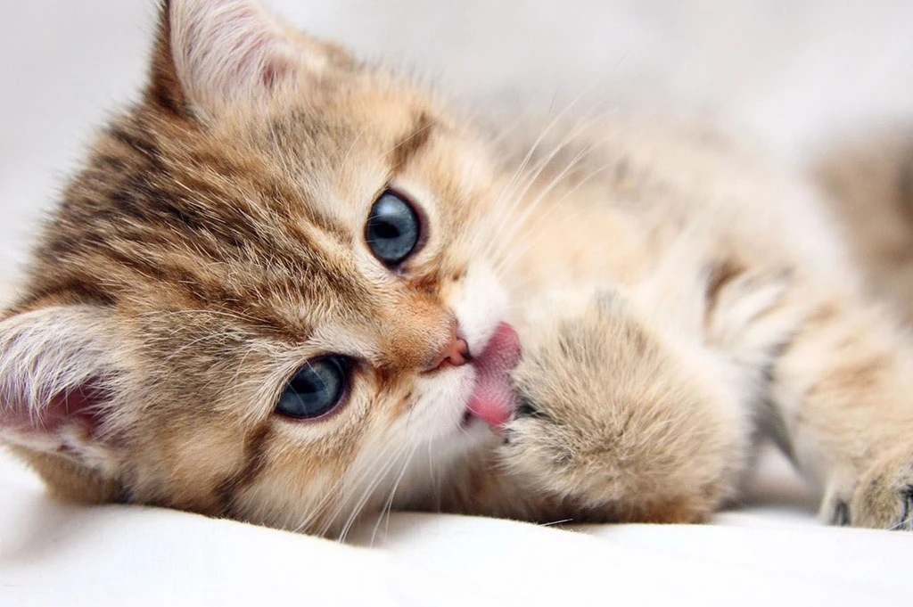 Animal Photos, Pussycat Images, Cat Eye, Cute Cat Wallpapers, Cute ...