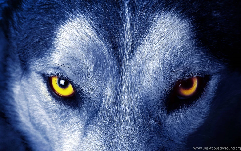 Wallpapers Of Wolf