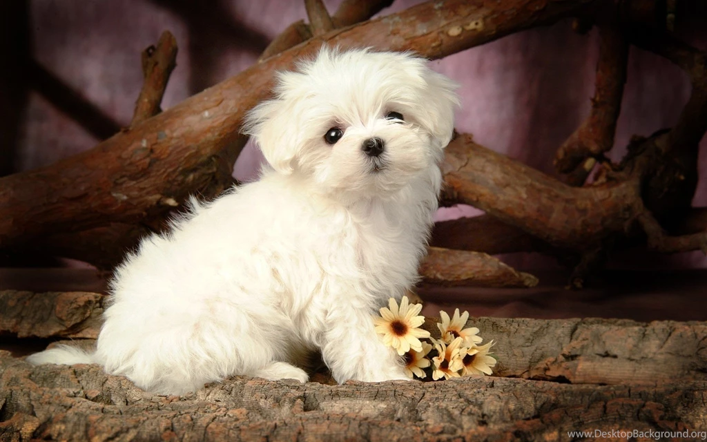 Cute White Puppy Hd Wallpapers Widescreen Wallpapers 1920x1200PX ...