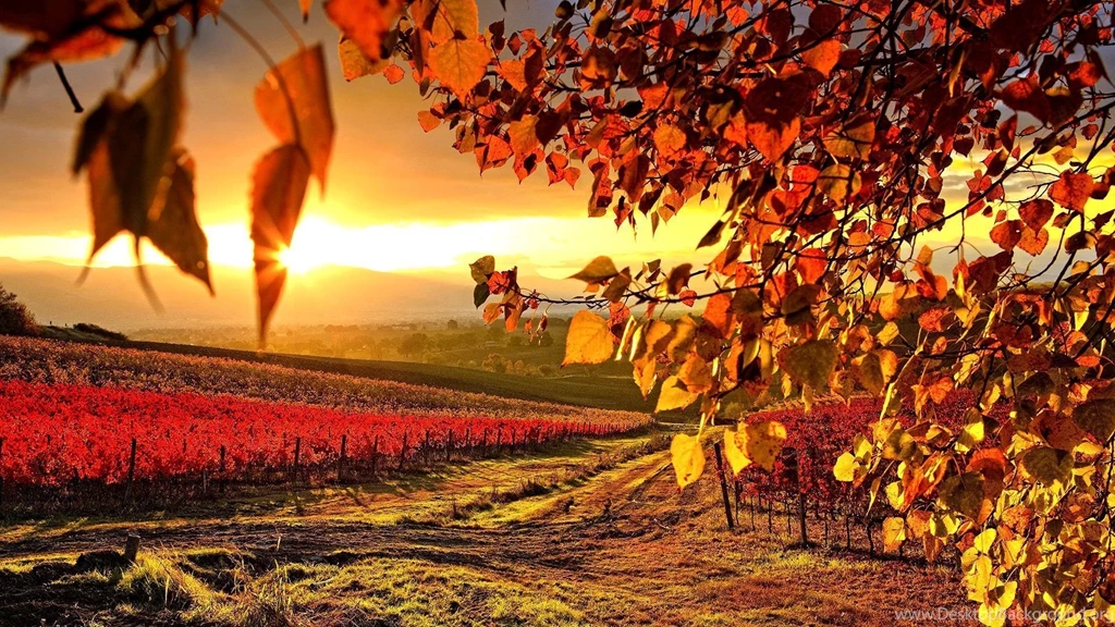 Vineyard Autumn Wallpapers