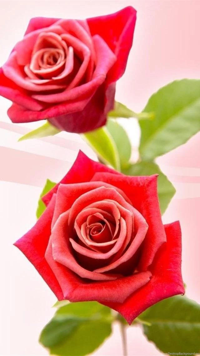 Rose Wallpapers For Iphone 5 Desktop Background