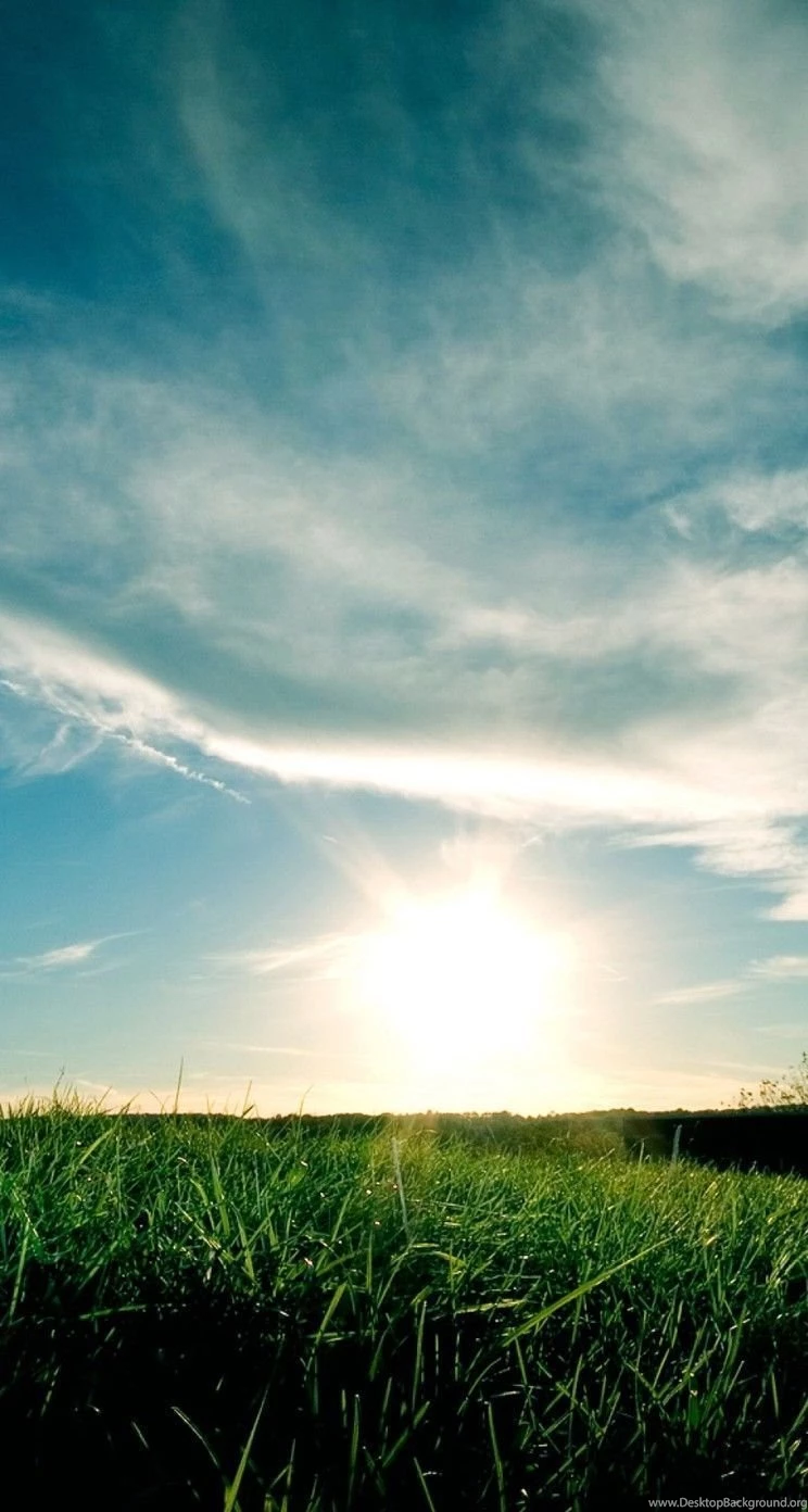 Green grass shining in the sun light HD nature wallpaper_744x1392.jpg