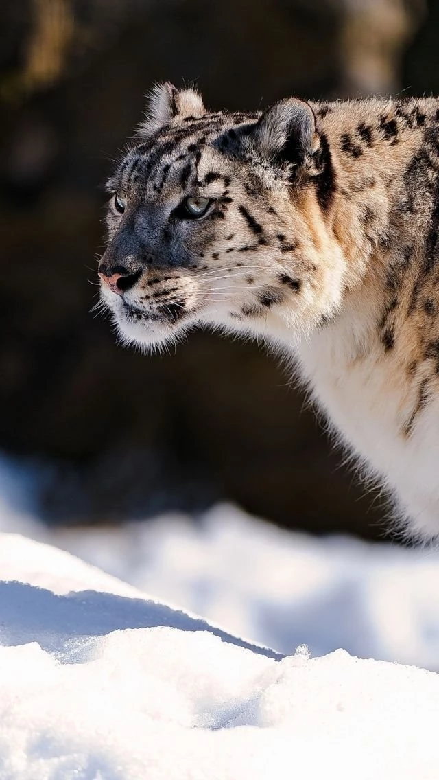 Download Wallpapers 640x1136 Snow Leopard, Predator, Snow iPhone 5S ...