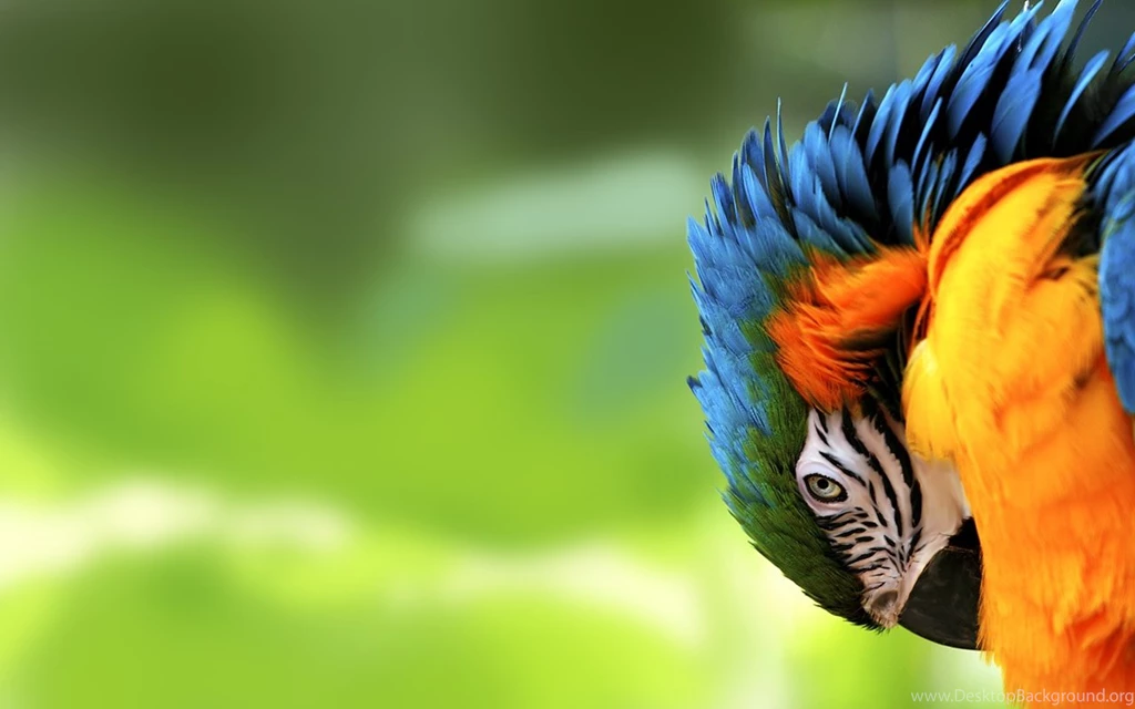 Parrot Wallpapers Hd