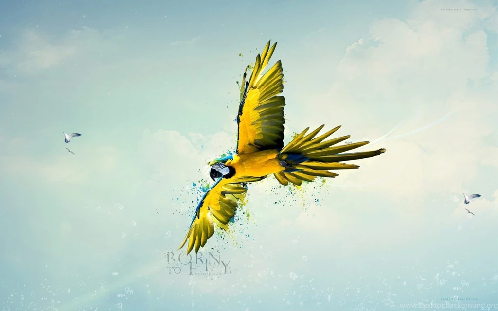Beautiful Parrot Bird Wallpapers HD Free Download