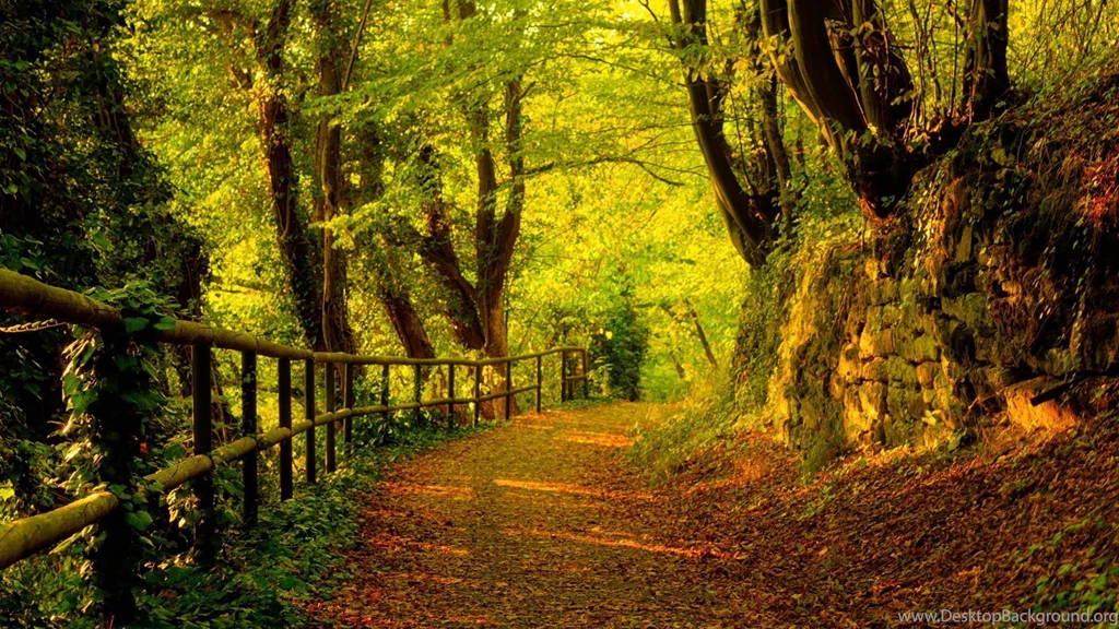 Trees Wallpaper_hd Wallpaper_download Free Wallpapers