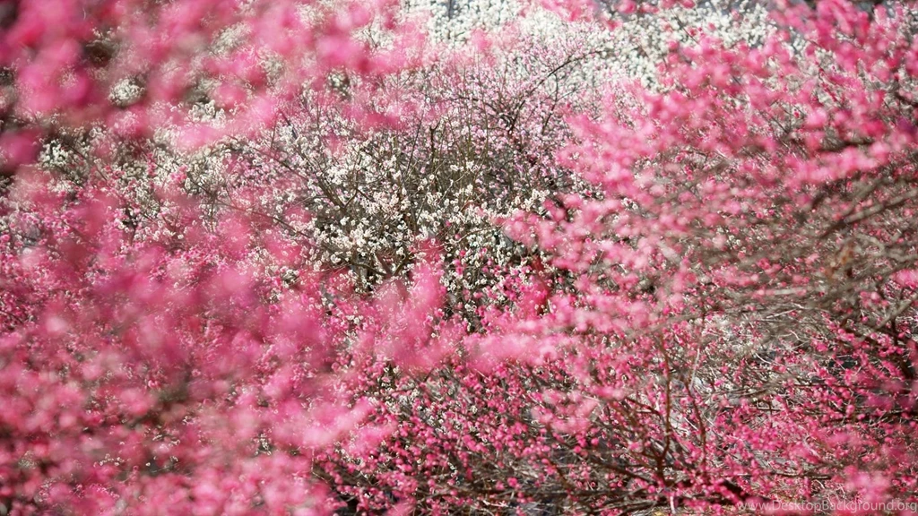 Top Spring Hd Wallpapers Widescreen 1920x1080 Images For Pinterest