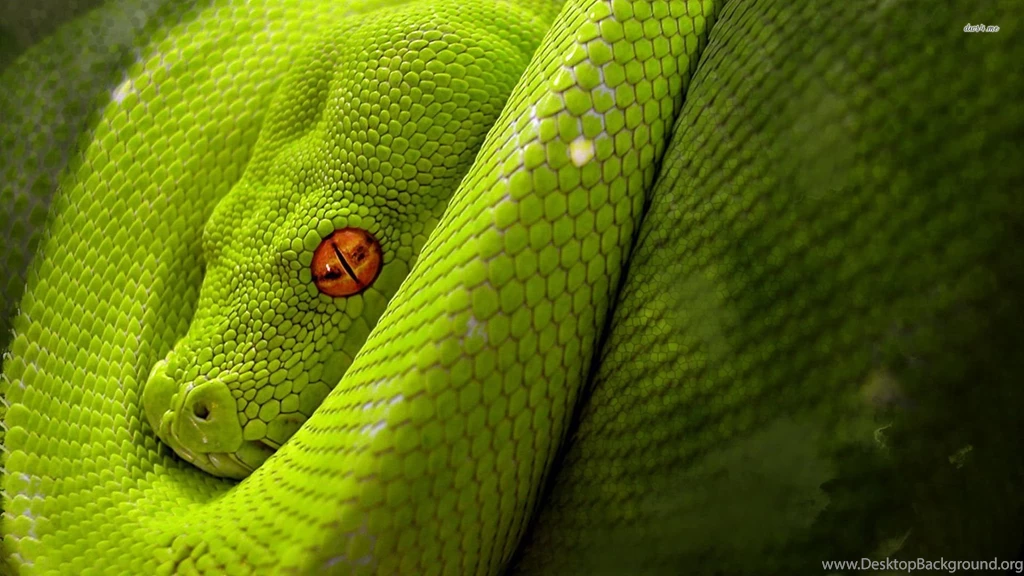 Snake Wallpapers Animal Wallpapers
