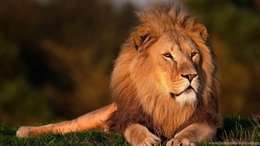 Cool Lion Wallpapers GRS14